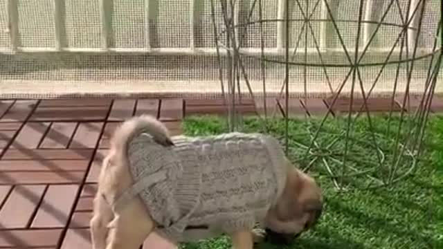 Ultimate Baby Dogs - Cute and Funny Dog Videos Compilation #Shorts