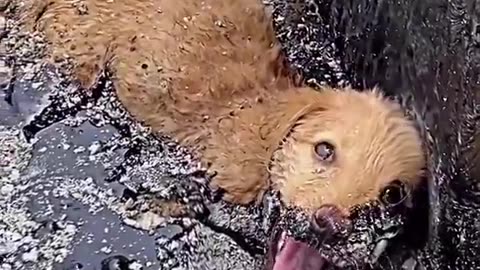 They rescued this pup from tar