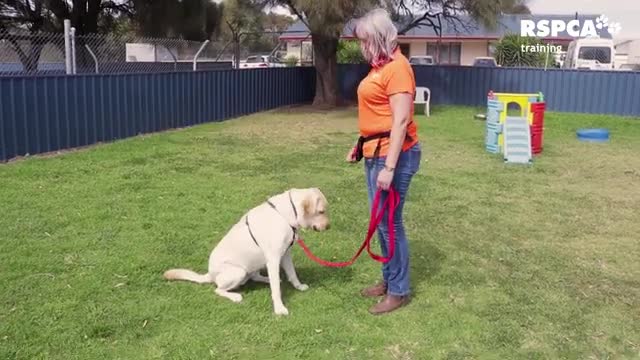 Trained your dogs how to sit and ups