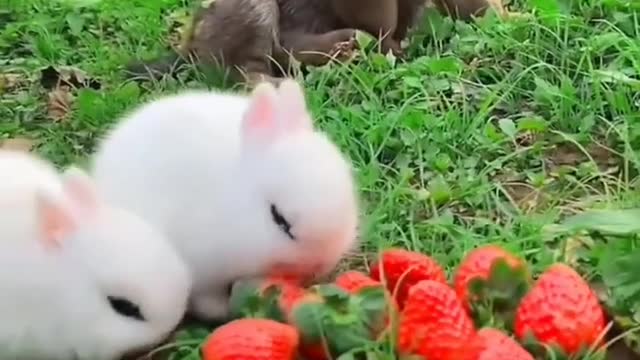 可爱小兔子吃草莓