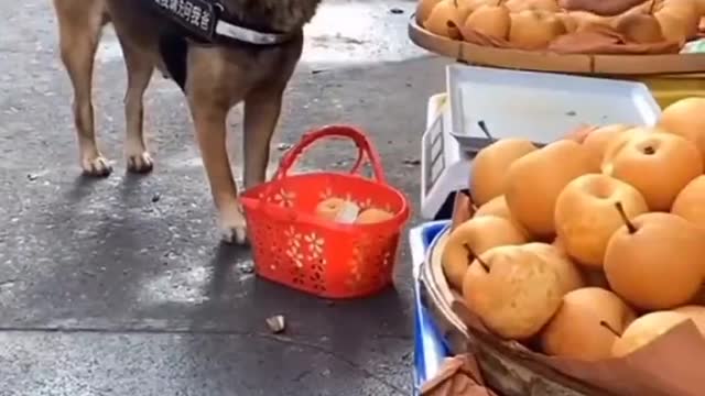 dog shopping alone