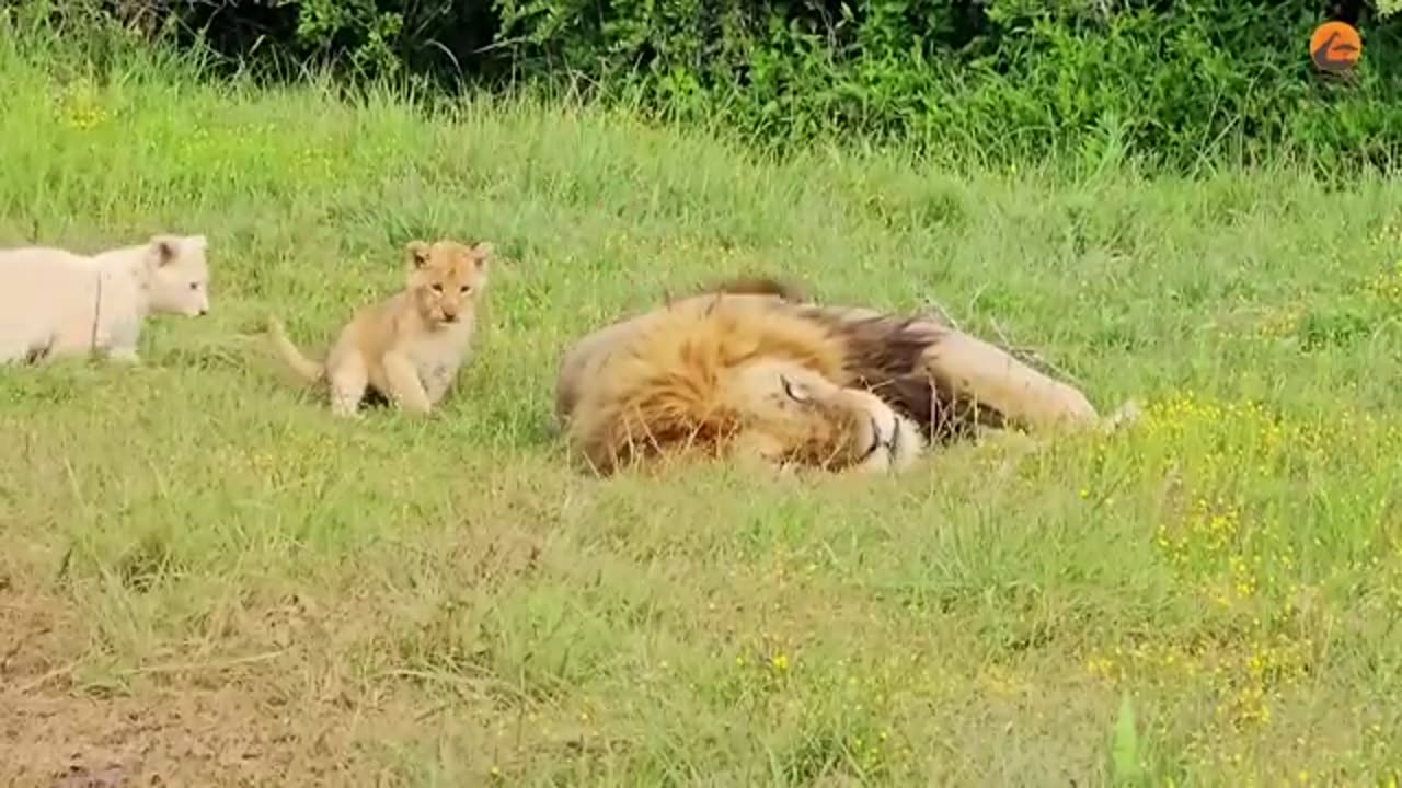 Naughty Lion Cubs Bother Dad Trying to Sleep