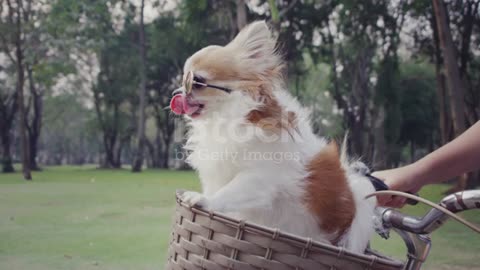 Dog in to the basket.