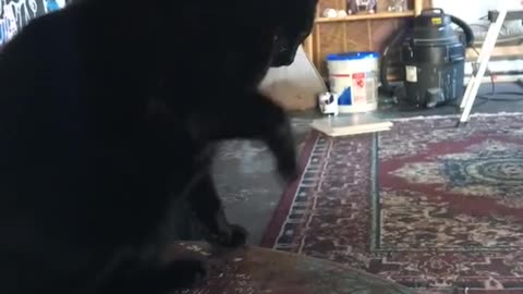 Black cat on table play fighting with white cat