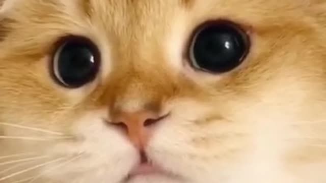 Lovely Cat black cat cats funny cats funny cat video2021