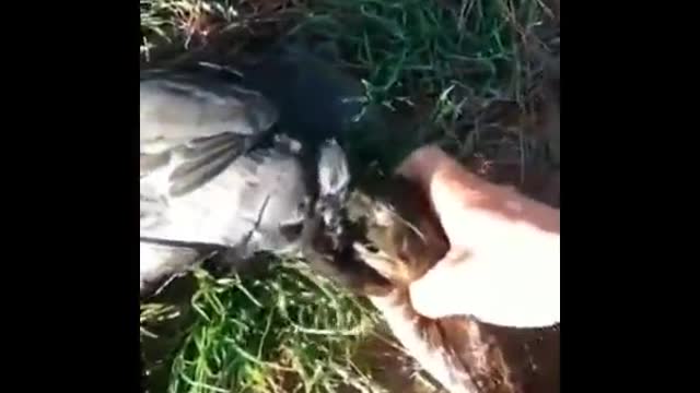 The frog tried to eat the duck?