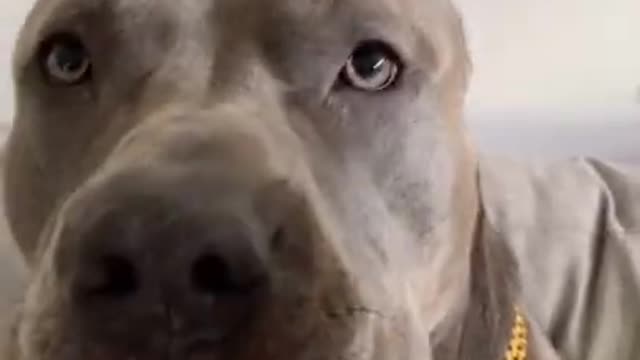 Cute puppies Dog training video and funny dogs