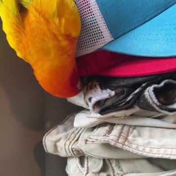Parrot insists on licking his dad's hats before he wears them