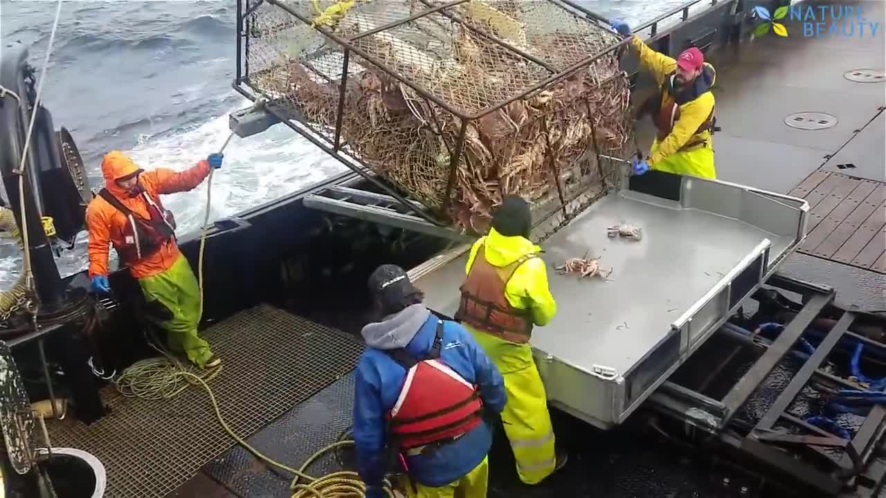 Amazing Catching King Crabs Under The Sea Catching Skills Alaska King Crab 2019 - 2021