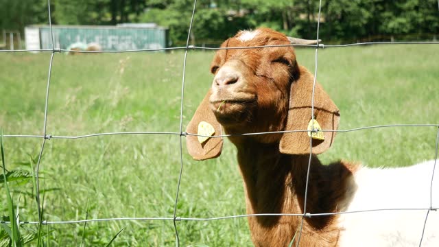 Funny cute Goat