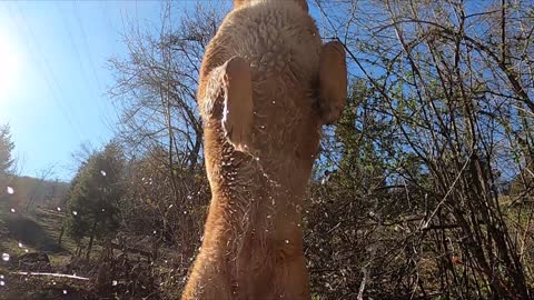 Brown Dog Jumping on Water 1#