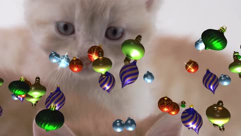 die zwei schönen katzen