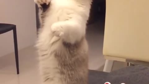 LOOK THIS CAT MIMICS A TOY | WHAT A CUTIE!