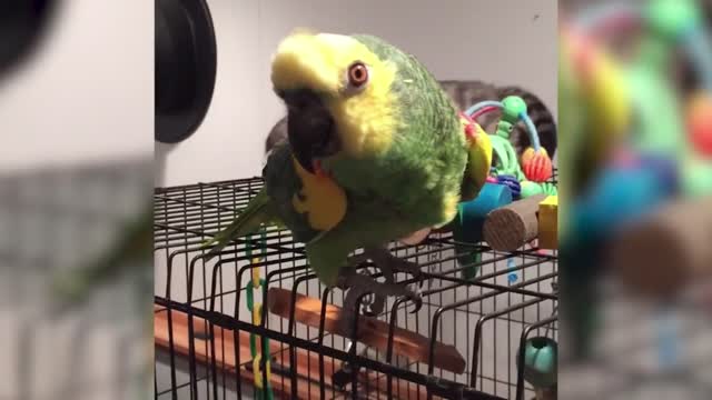 Smart parrot repeating words after his owner