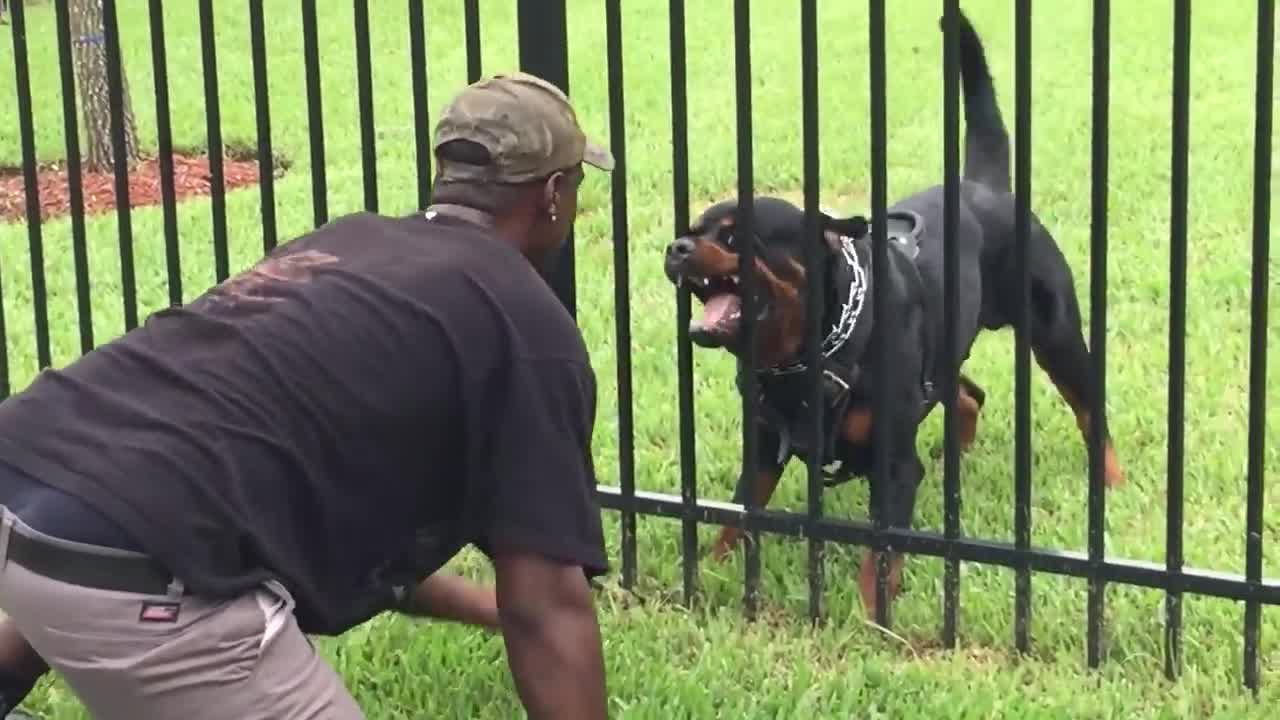 Aggresive Rottweiler Protecting Backyard