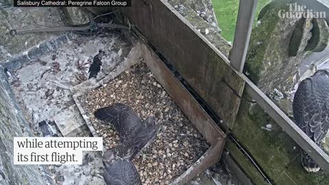 Salisbury cathedral peregrine falcon takes first flight