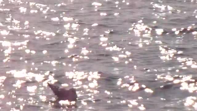 Bird Swimming in the Mediterranean Sea