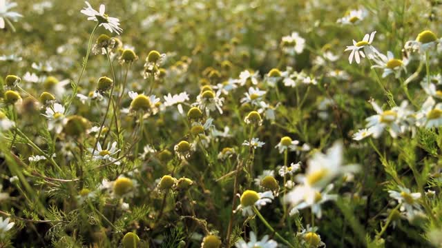 tee flowers slow motion nature field