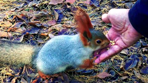 Cute Squirrel Eating Nuts From Man's Hand