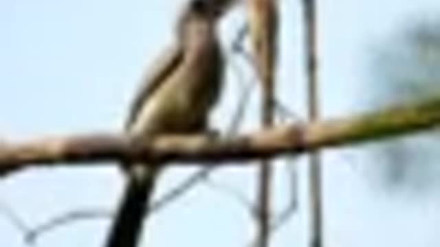 'Rare footage of Indian Grey Hornbill munching on reptile'