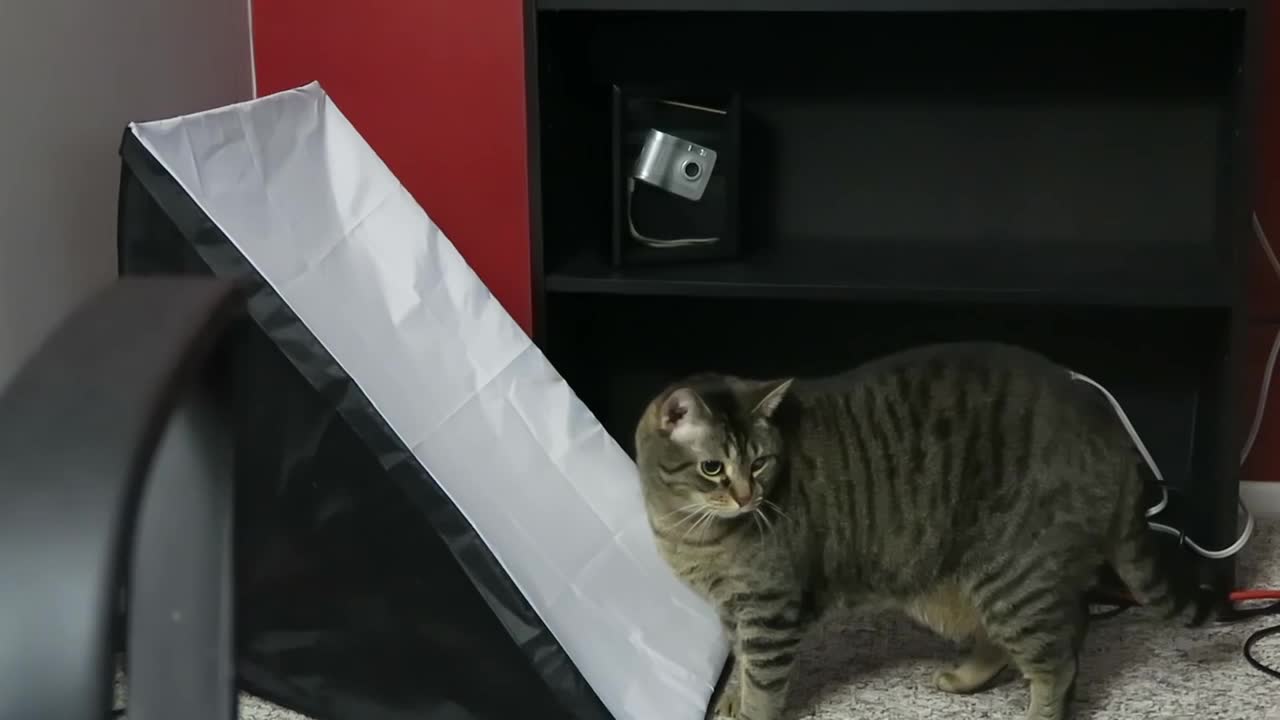 Cat Loves to Touch Things