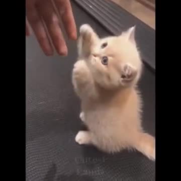 funny cats,funny cat tiktok videos,cute cat videos