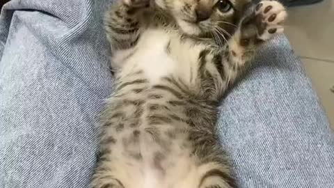 Angry Funny cat videos 😆
