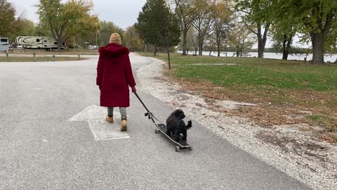 Small Dog on a Longboard