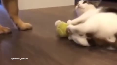 Funniest_cat_and_dog_video funny_animal