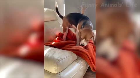 cats are devils