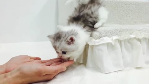 Short Legs Cute Cat (Munchkin Cat).
