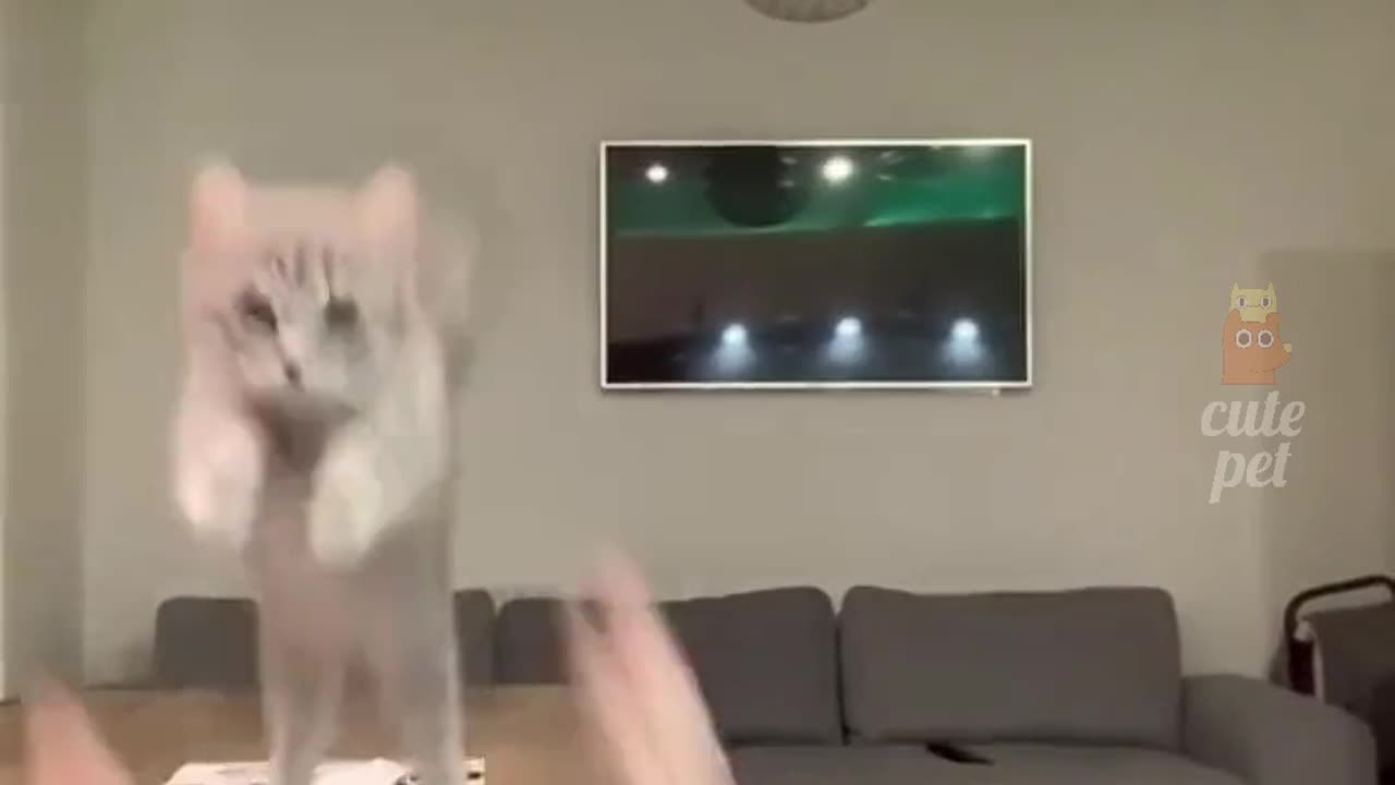 This is a unique video of sweet pet .