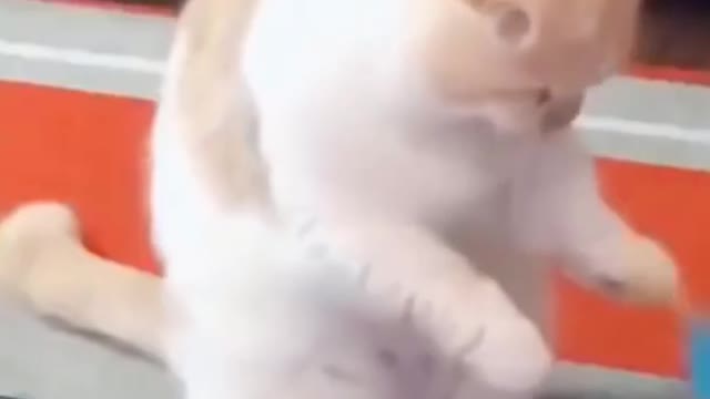 Funny Pets Try Not To Laugh and don't keep