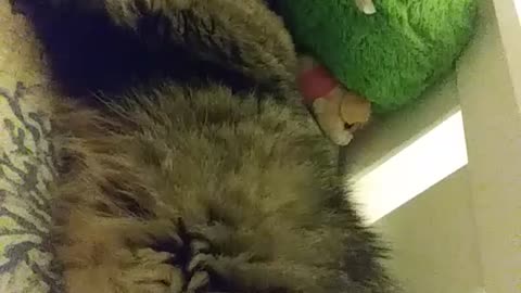 Cute Maine Coon kitty sleeping on the kid's top bunk.