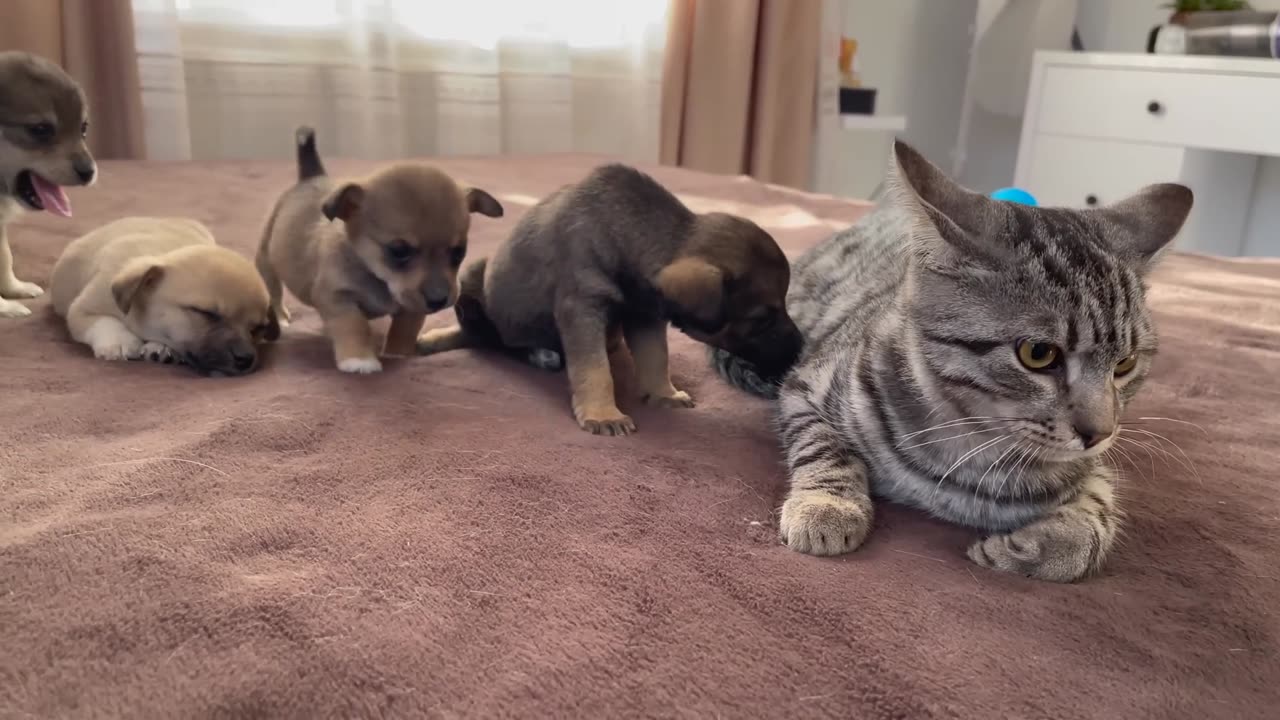 Funny Cat Reaction to Puppies [Kitty sees them for the First Time]