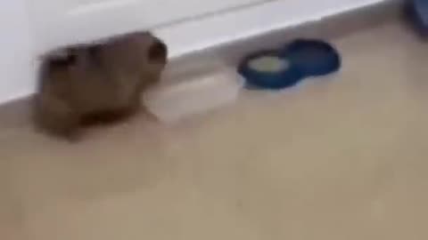 funny animals video 14