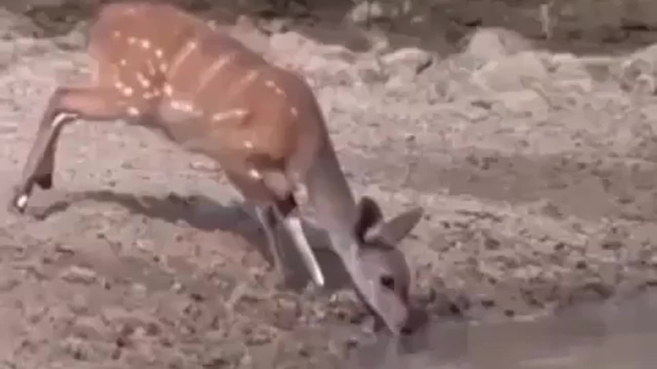 Wildlife
