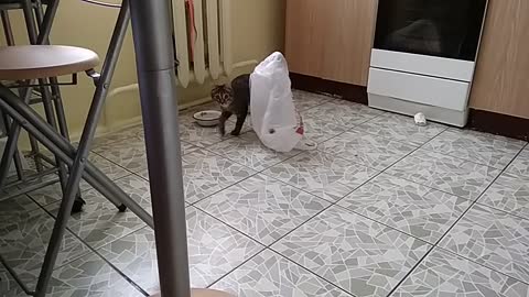 the cat climbed into the bag