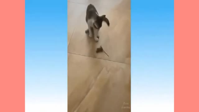 cat plays scared