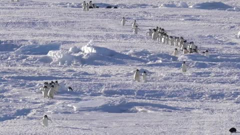 Penguin Highway