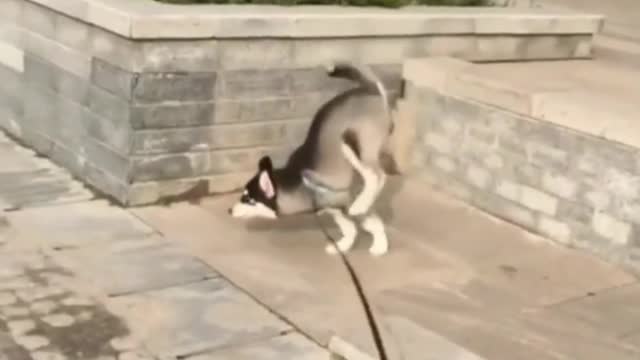 Bewildering behavior of pets