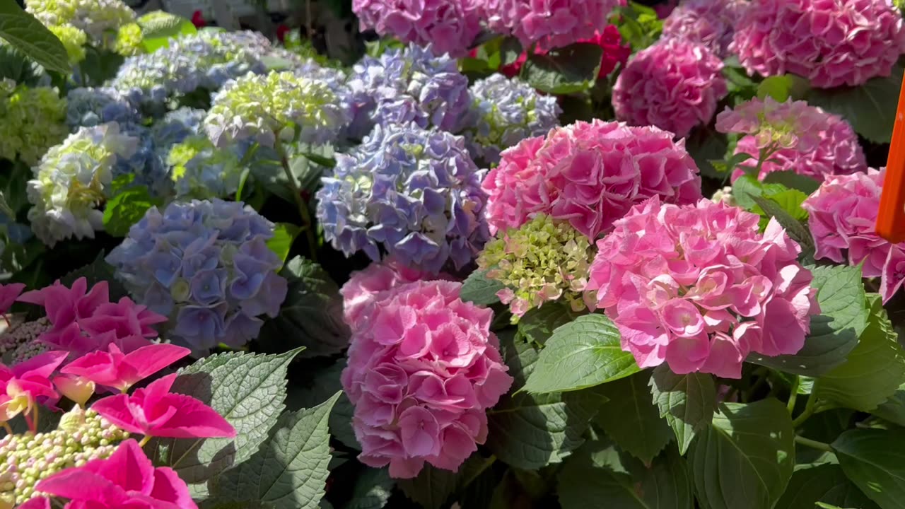 Seeking out a bunch of blooms