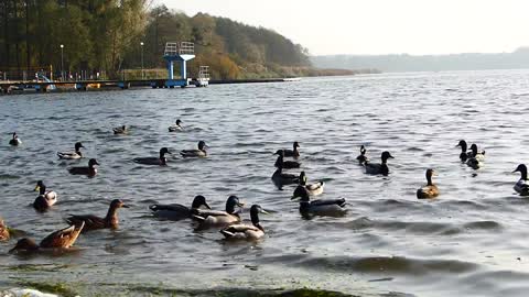 Ducks on the lake are beautiful.