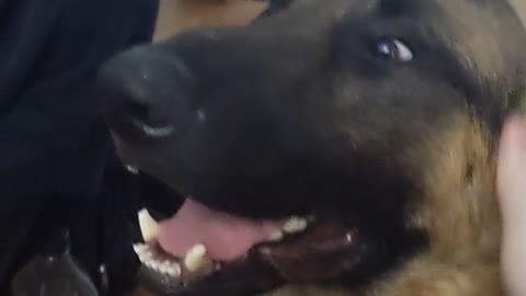 burger is the bestest boy 😭