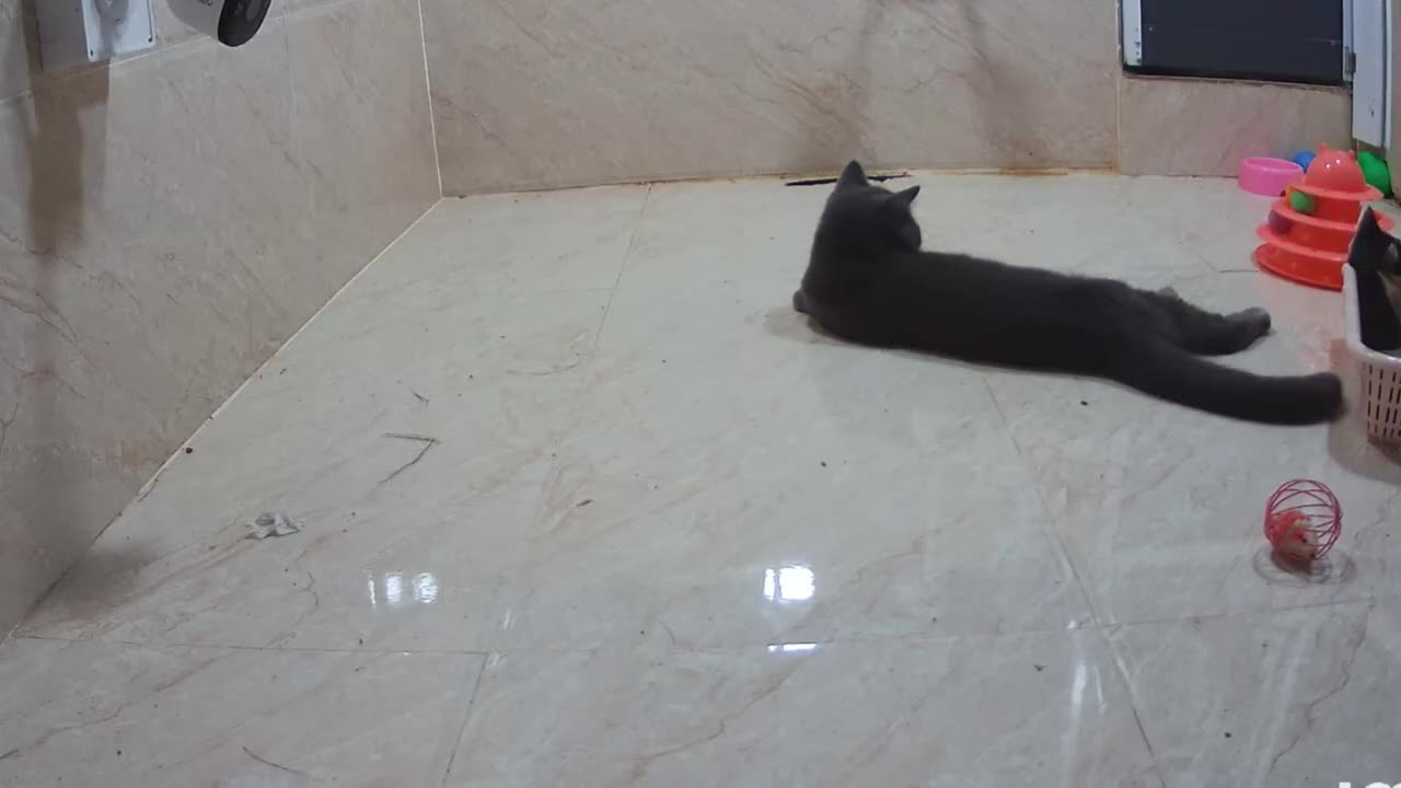#FUNNY,𝐘𝐨𝐮 𝐋𝐚𝐮𝐠𝐡 𝐘𝐨𝐮 𝐋𝐨𝐬𝐞 😻🐶😸 𝐅𝐮𝐧𝐧𝐢𝐞𝐬𝐭 𝐃𝐨𝐠𝐬 𝐚𝐧𝐝 𝐂𝐚𝐭𝐬 𝟐𝟎𝟐𝟒 🐱