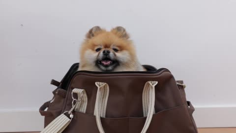 Bag and baby dog animal