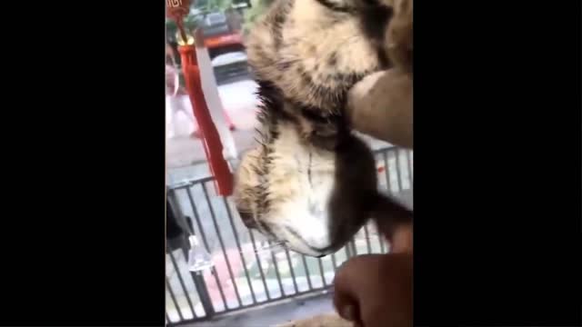Funniest Animals video - #1
