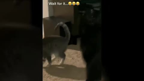 funny cat video the cute cat was fail around 😆😆😆😎😎😜😜😝😝😝😝😝😝😝