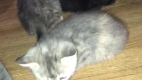 Cute Kittens