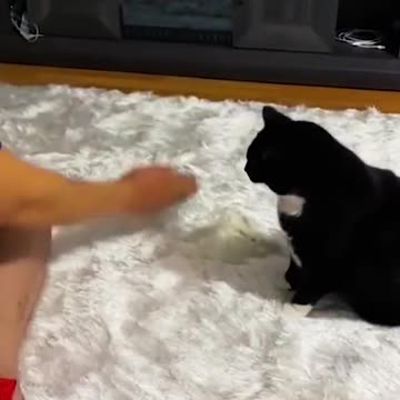 Funny Animal compilation videos